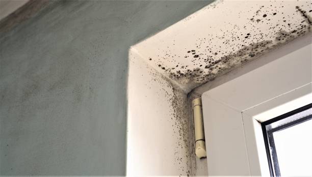 Best Comprehensive Air Testing for Mold Contaminants  in Ukiah, CA