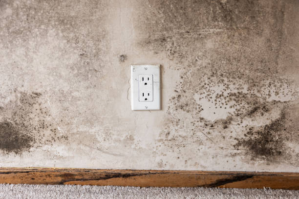 Best Basement Mold Removal  in Ukiah, CA