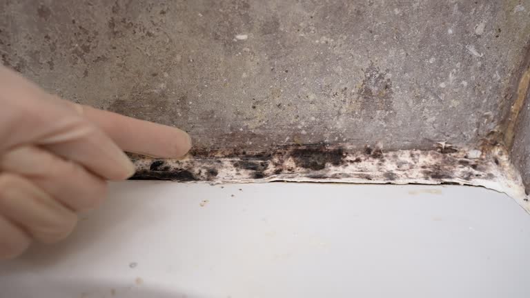 Best Dehumidification Services  in Ukiah, CA